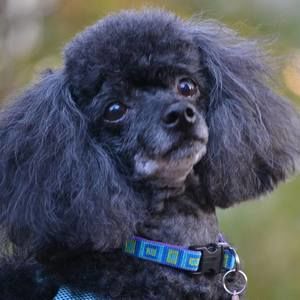 Meet your Posher, Marcy